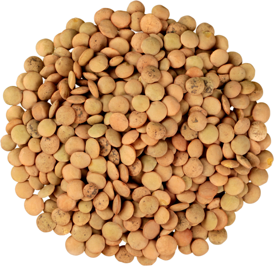 Lentils - Isolated