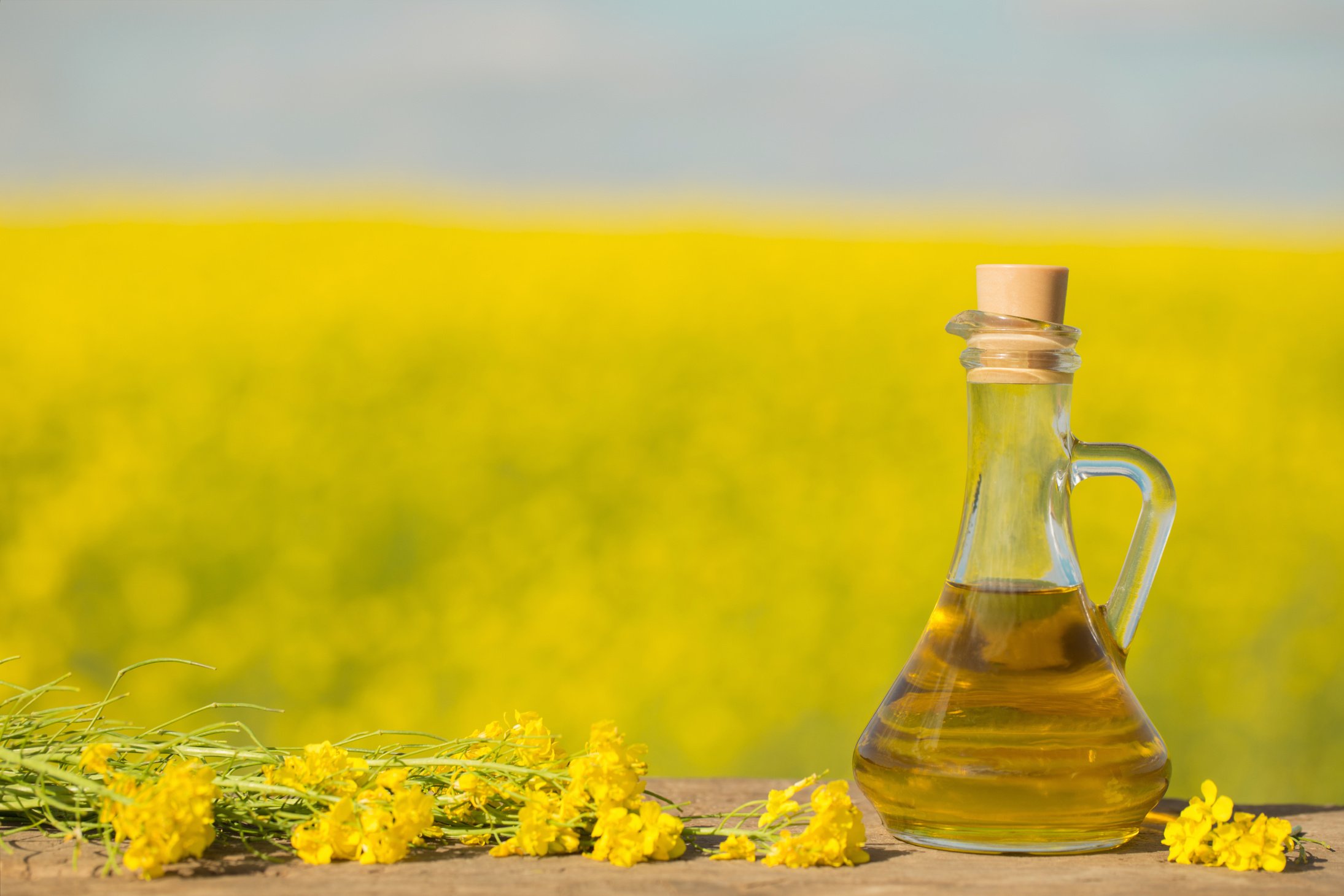 rapeseed oil (canola) in rape field