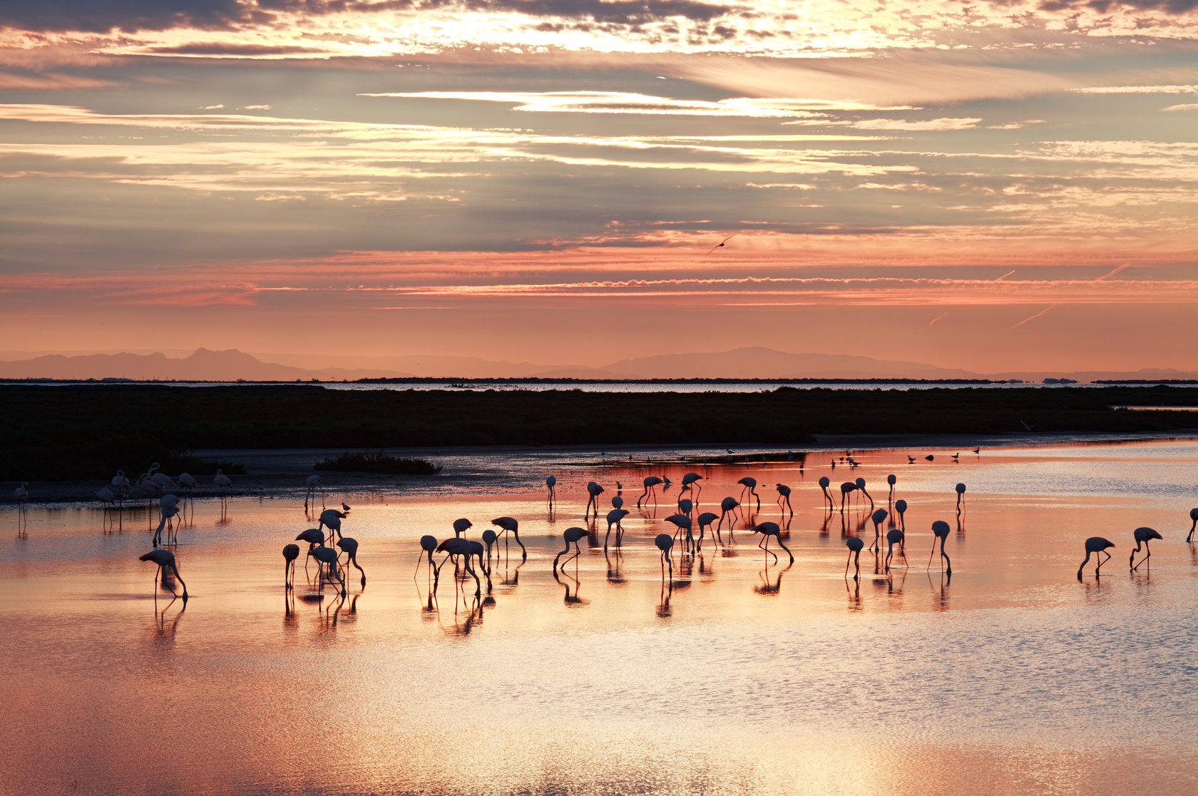 Camargue flamingos, France